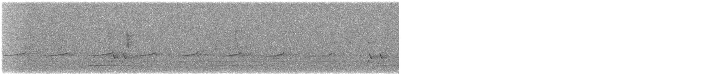 ヨコジマテリカッコウ（plagosus） - ML641166909
