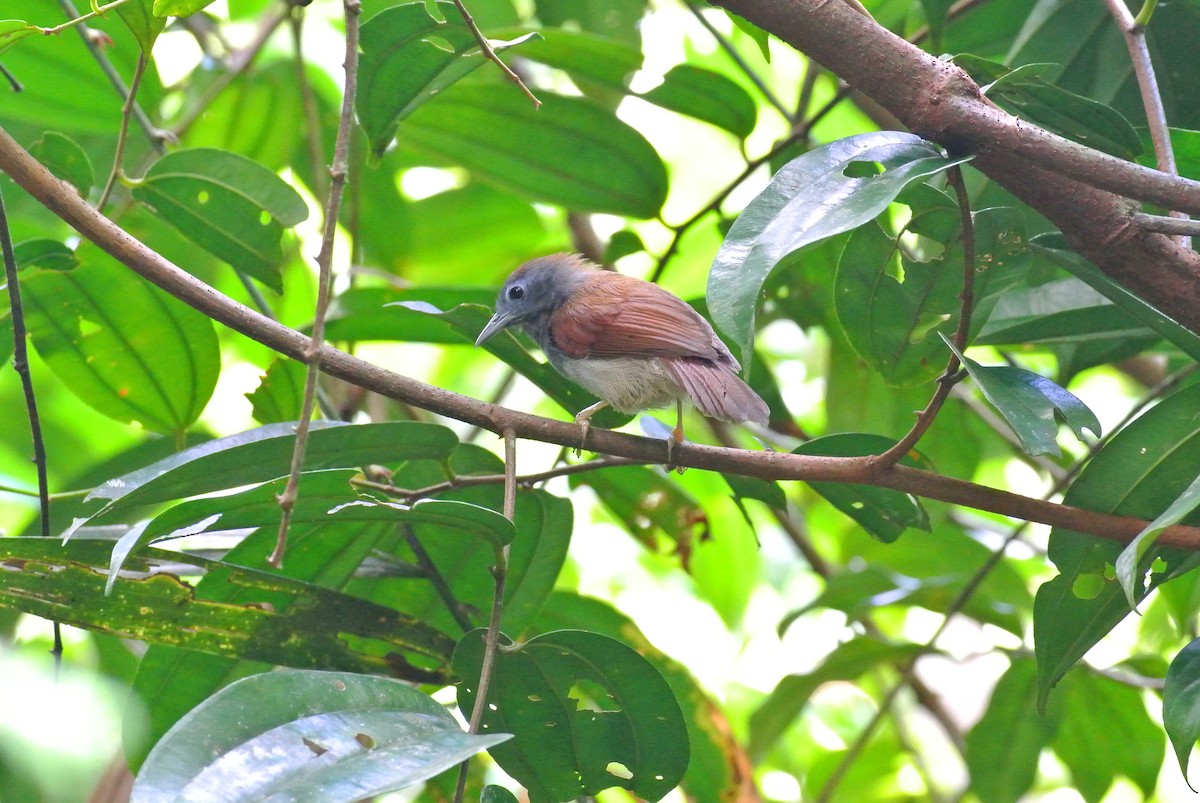 Chestnut-winged Babbler - ML641166928