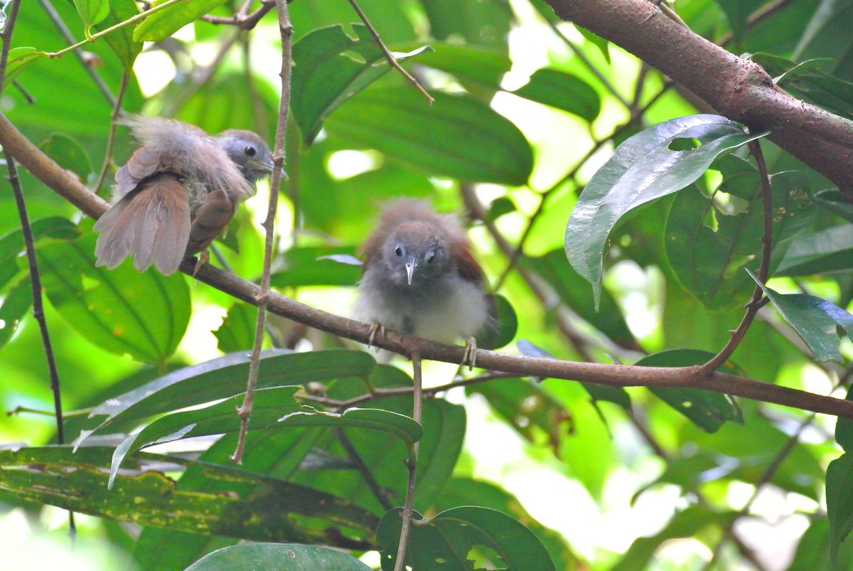 Chestnut-winged Babbler - ML641166929
