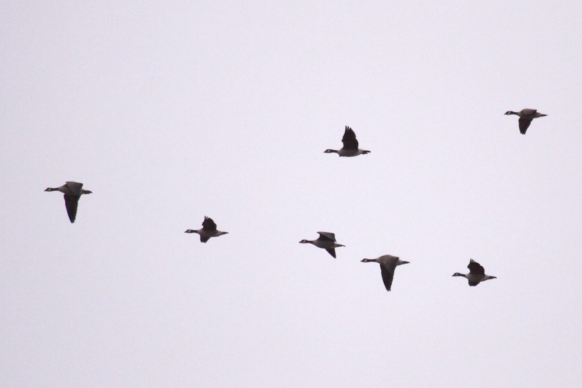 Cackling Goose - ML641166934
