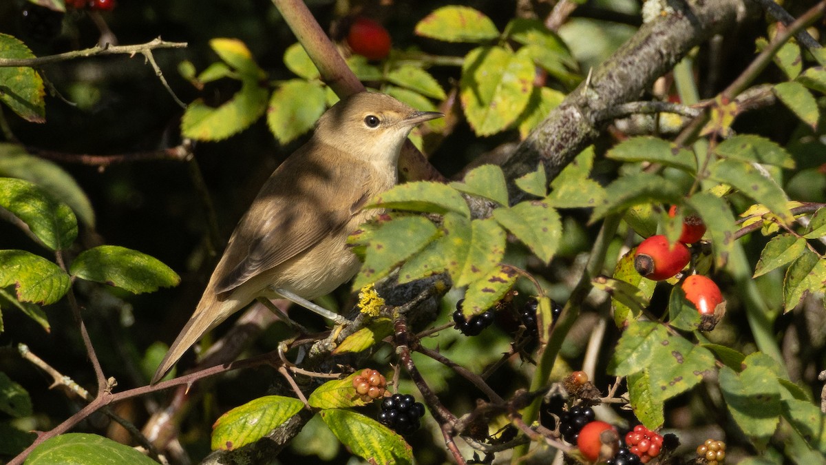 Common Reed Warbler - ML641166961