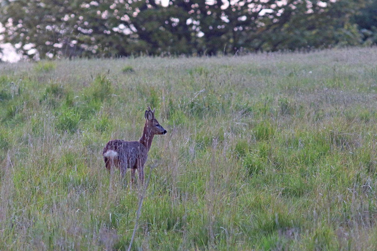 Western Roe Deer - ML641166970