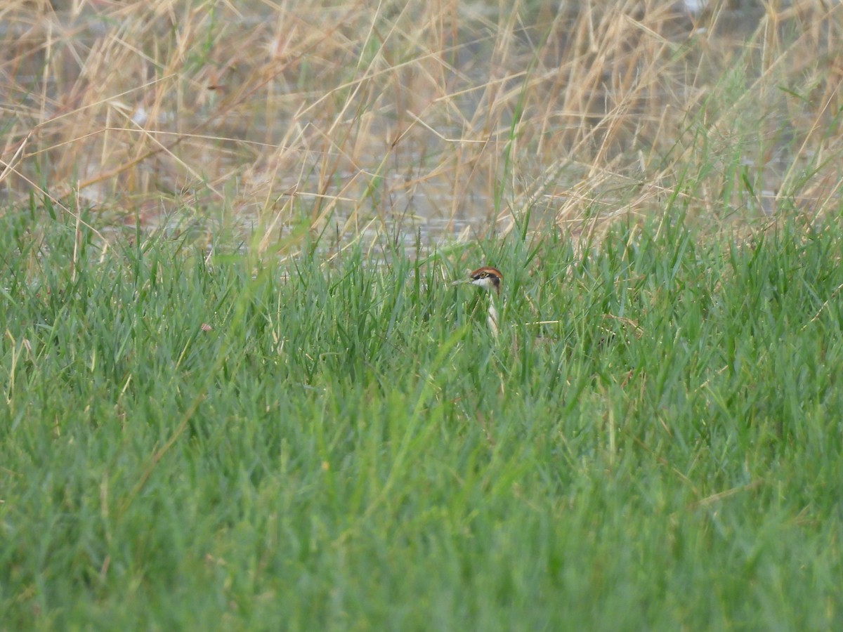Pheasant-tailed Jacana - ML641166981