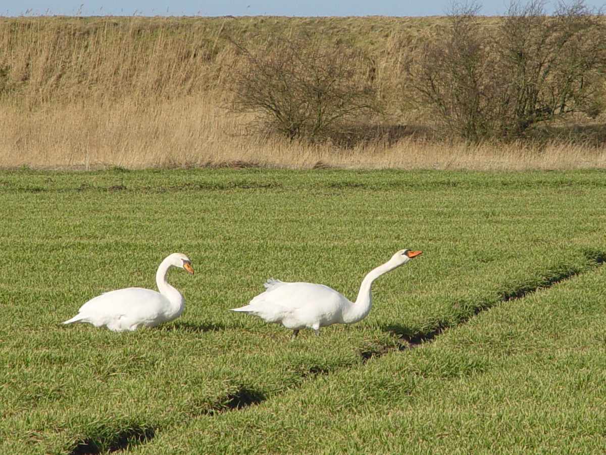 Mute Swan - ML641166994