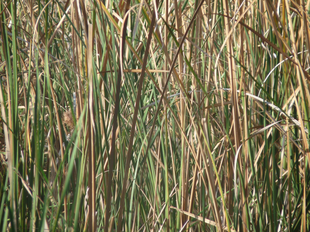 Streaked Weaver - ML641167085