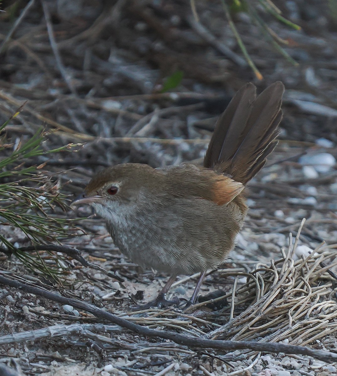 Eastern Bristlebird - ML641167127