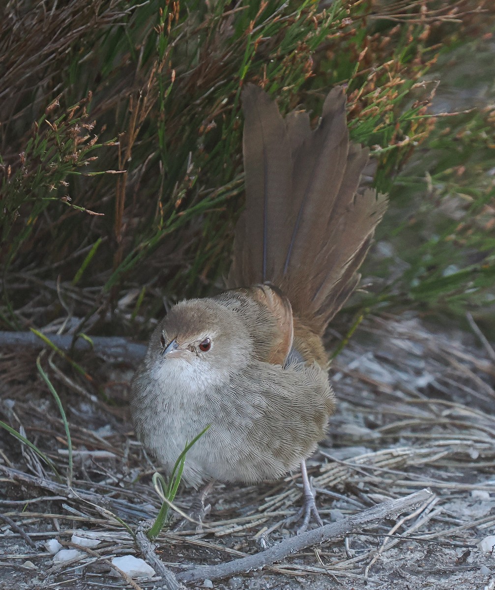 Eastern Bristlebird - ML641167128