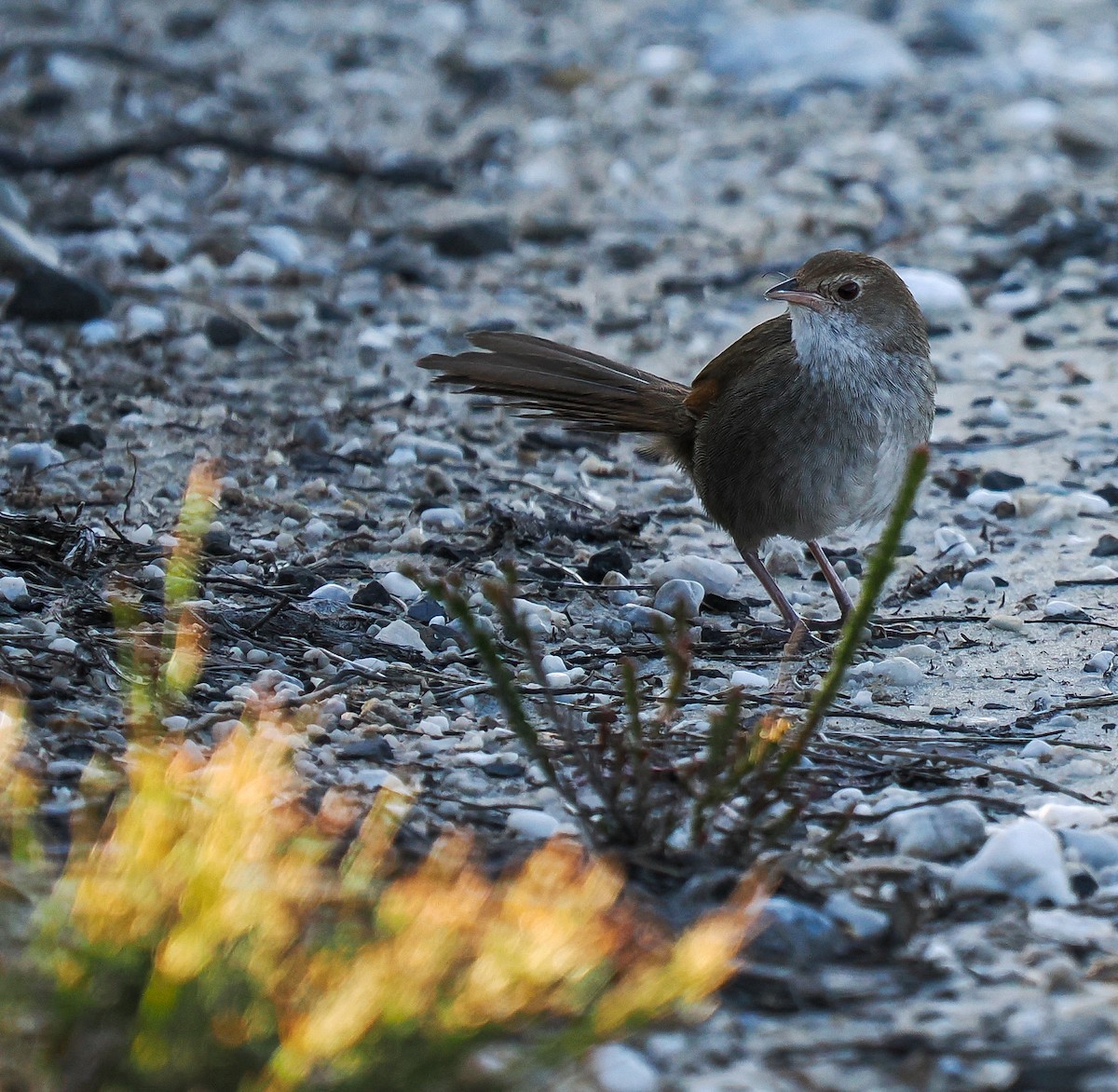 Eastern Bristlebird - ML641167129