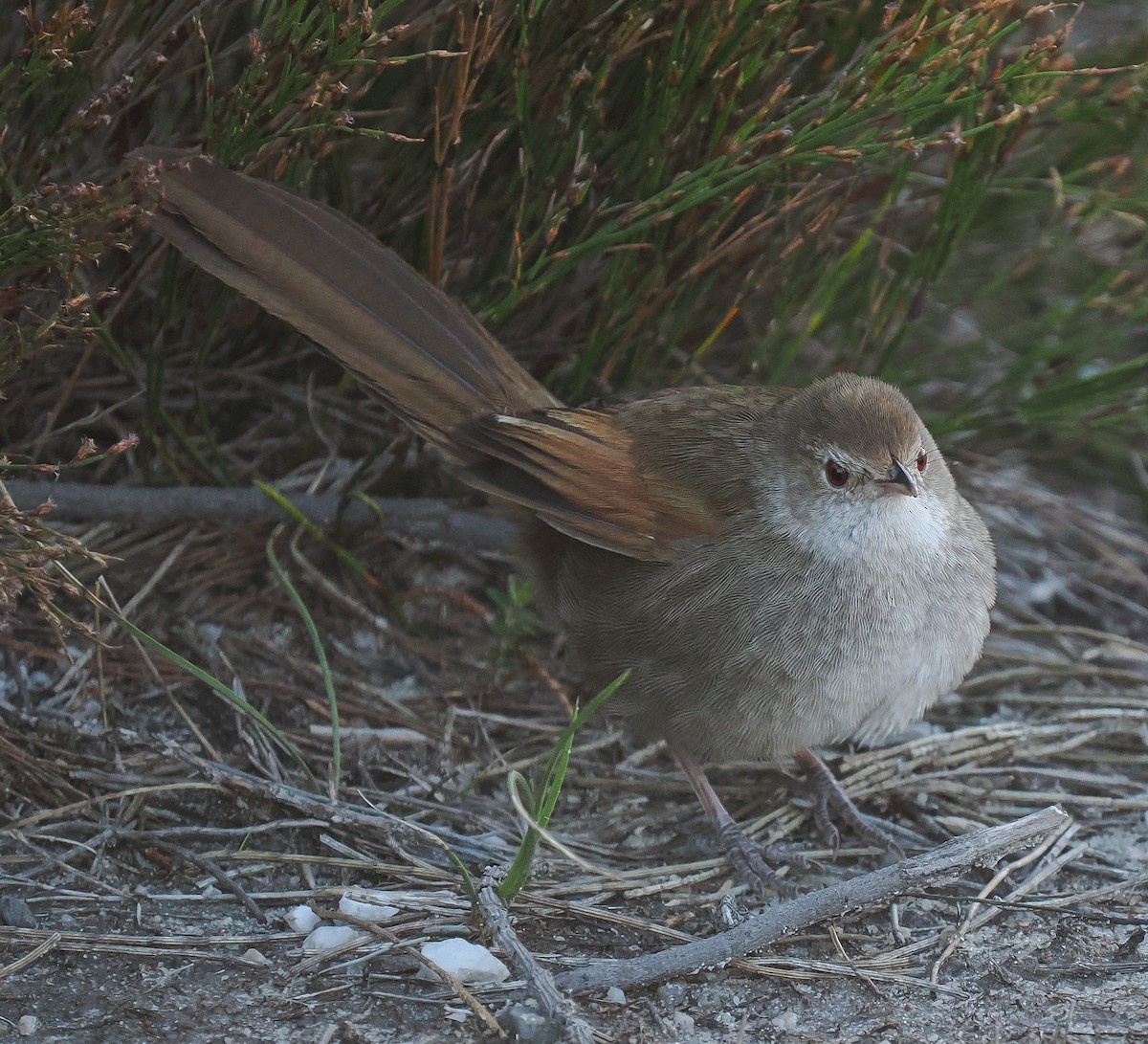 Eastern Bristlebird - ML641167130