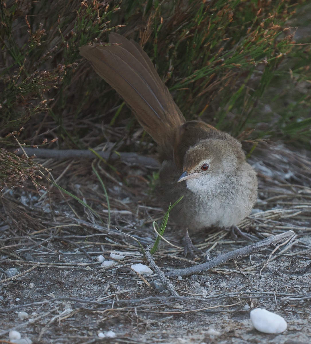 Eastern Bristlebird - ML641167131