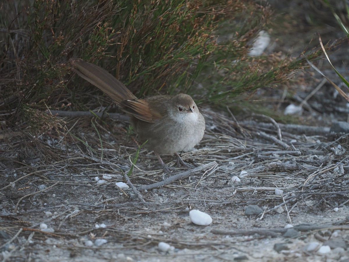Eastern Bristlebird - ML641167132