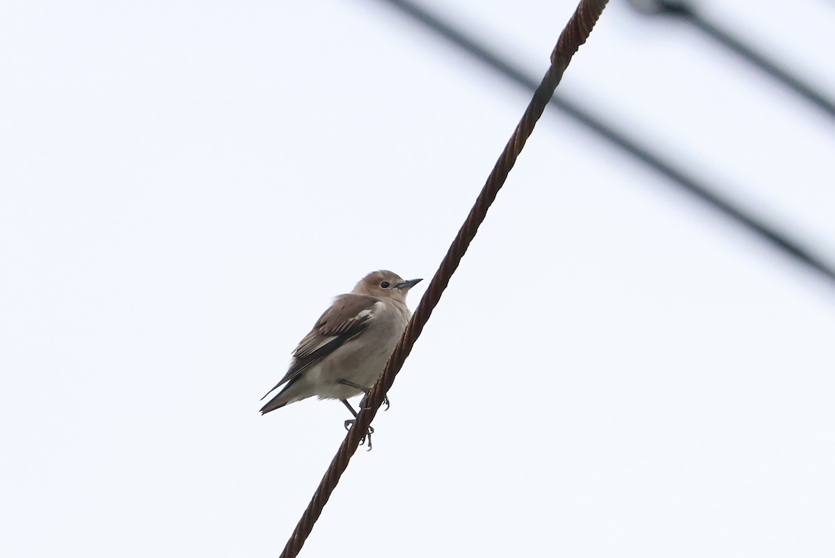 Chestnut-cheeked Starling - ML641167133