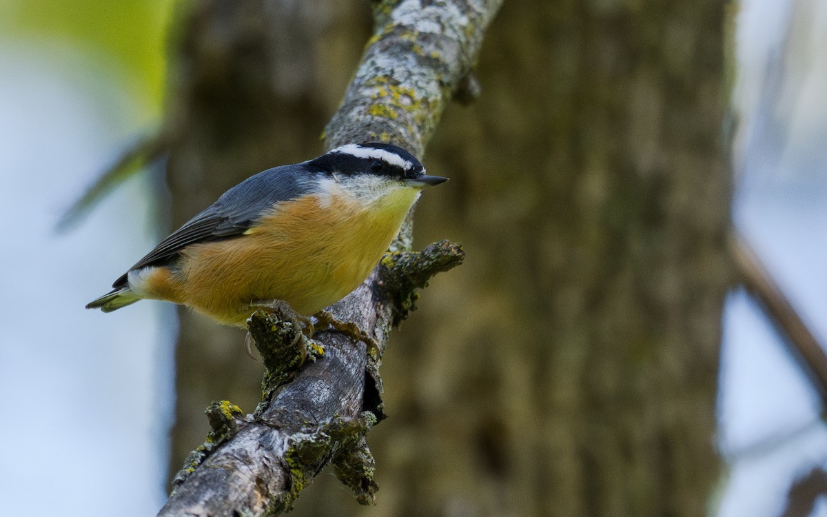 ムネアカゴジュウカラ - ML641167160