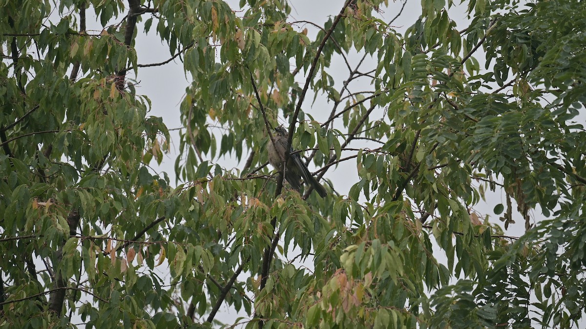 松鴉 - ML641167165