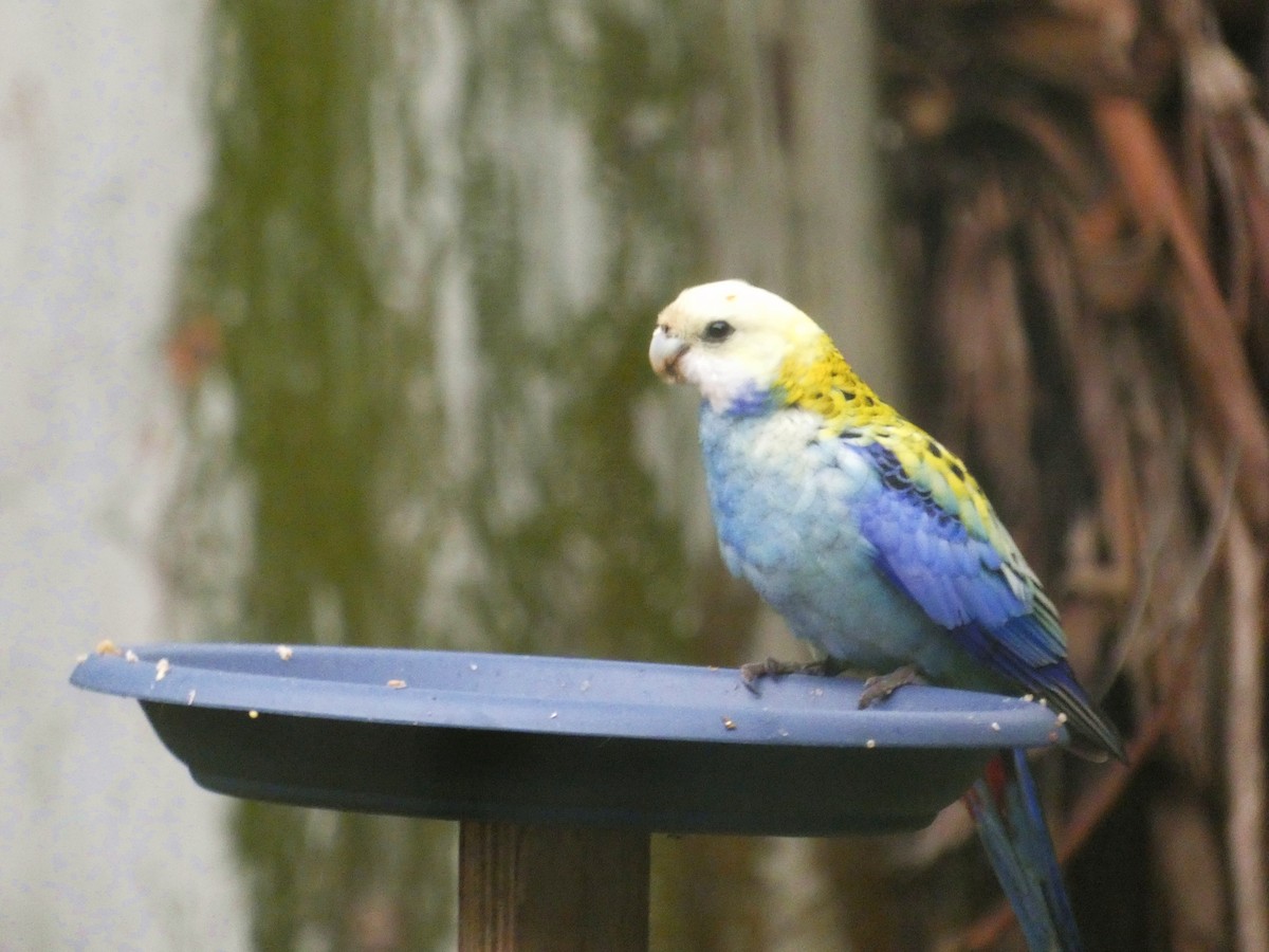 Pale-headed Rosella - ML641167242