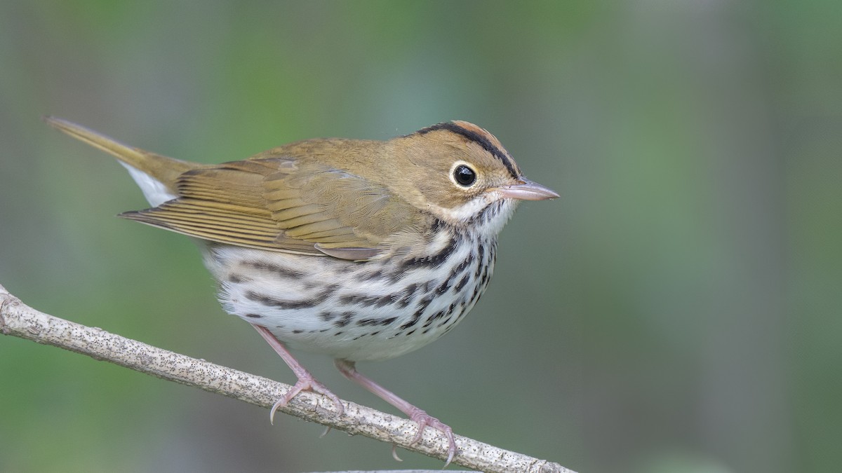 Ovenbird - ML641167278