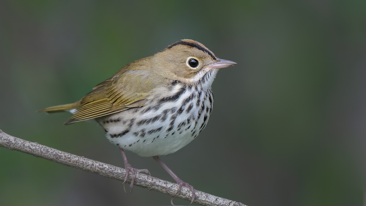 Ovenbird - ML641167279