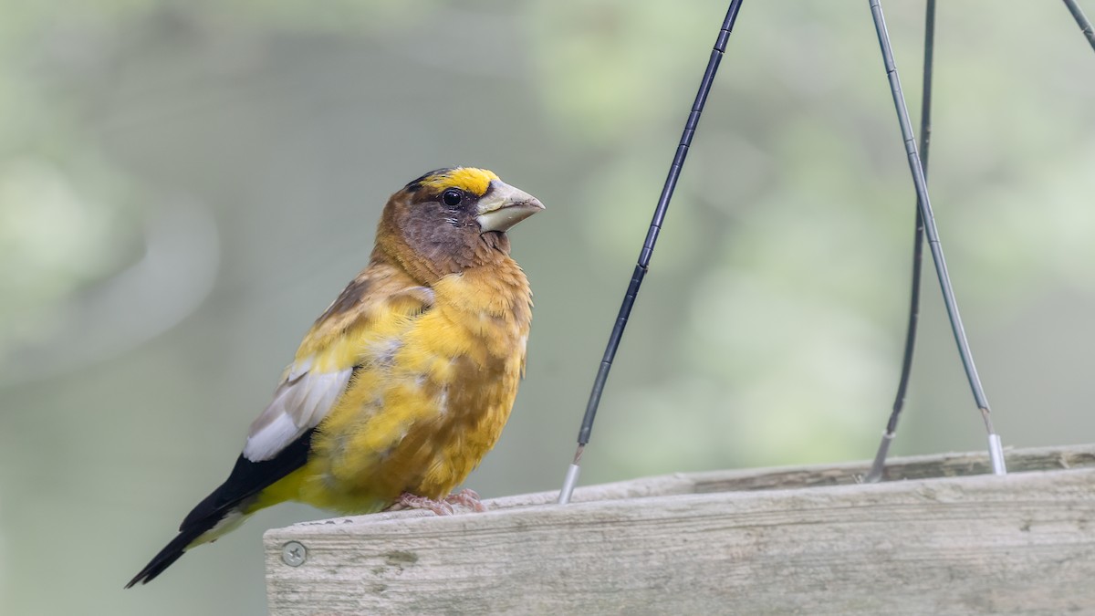 Evening Grosbeak - ML641167352
