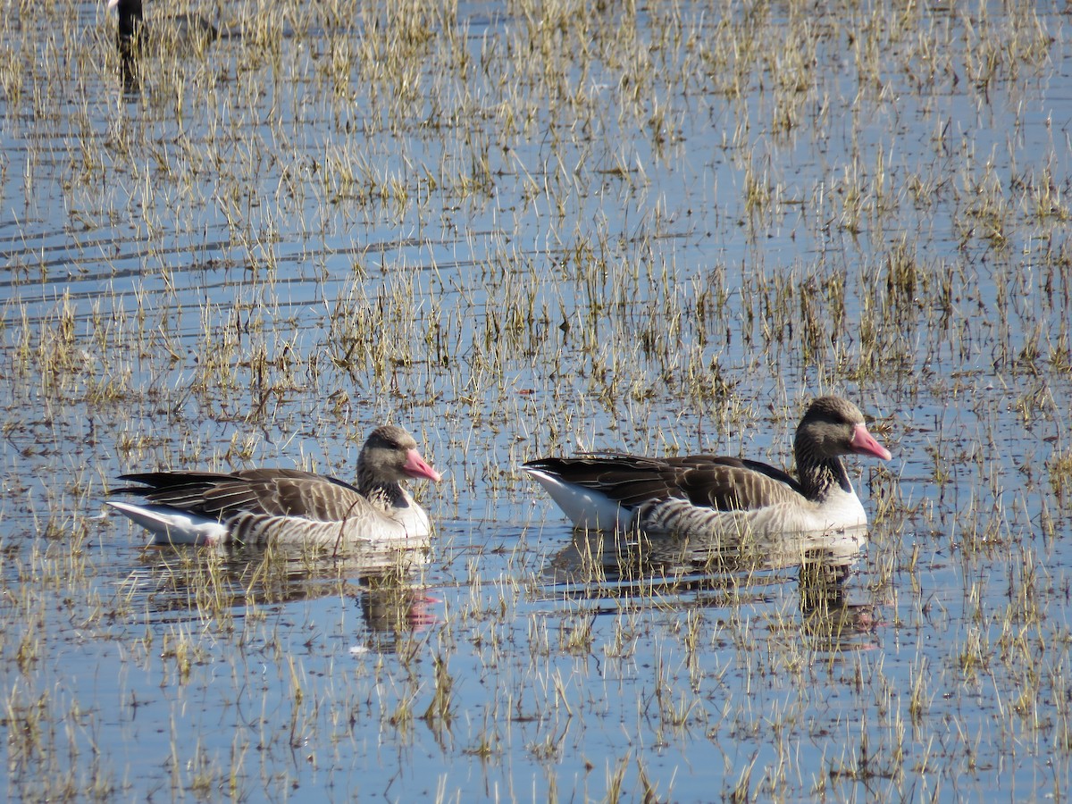 Graylag Goose - ML641167355