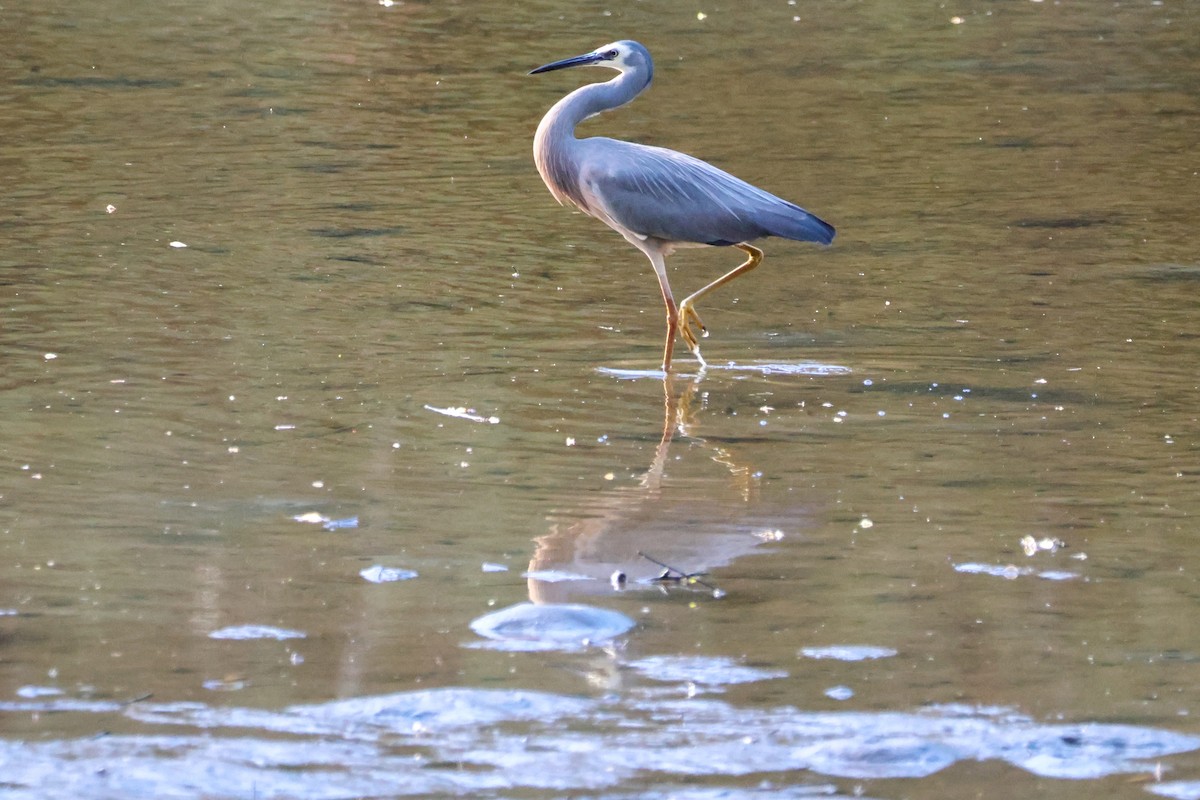 White-faced Heron - ML641167379