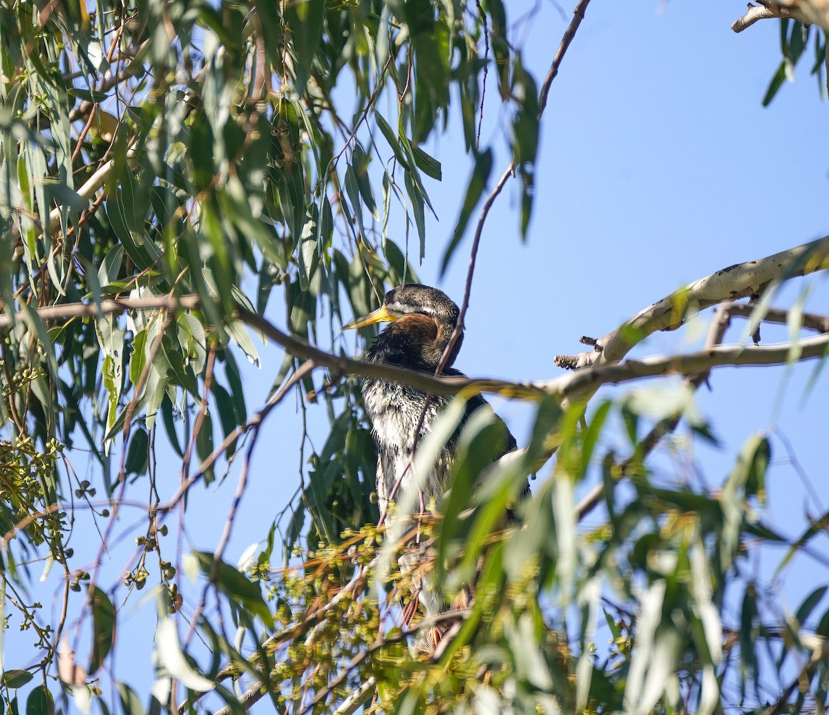Australasian Darter - ML641167407