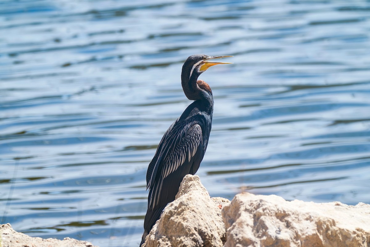 Australasian Darter - ML641167408