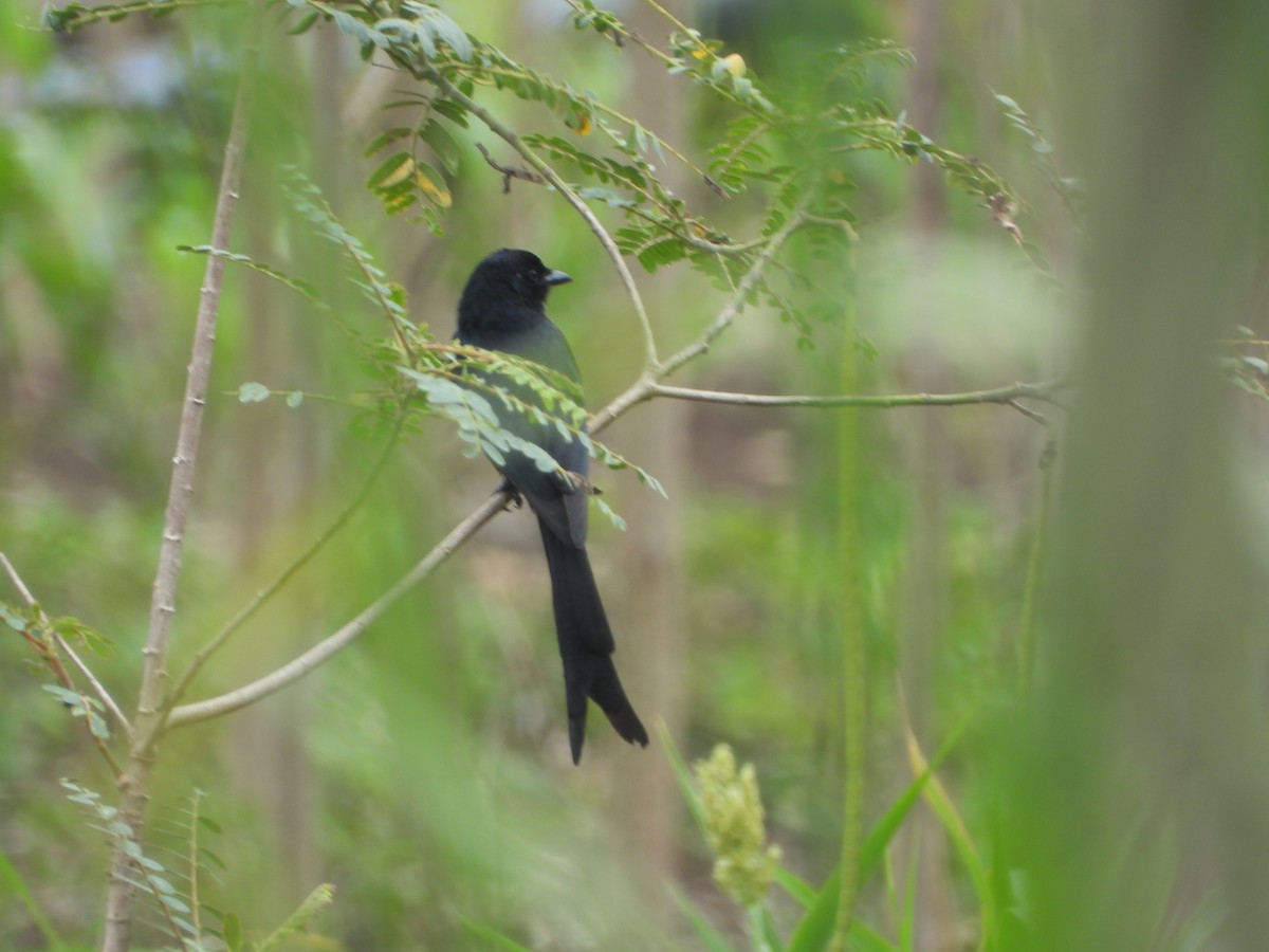 Black Drongo - ML641167428