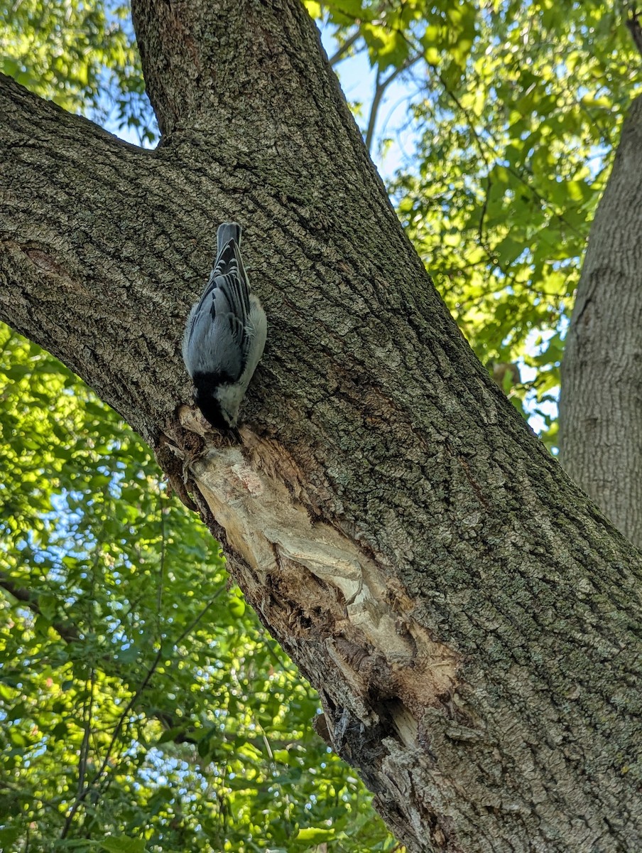 White-breasted Nuthatch - ML641167437