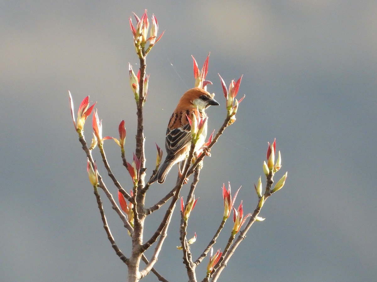 Russet Sparrow - ML641167452