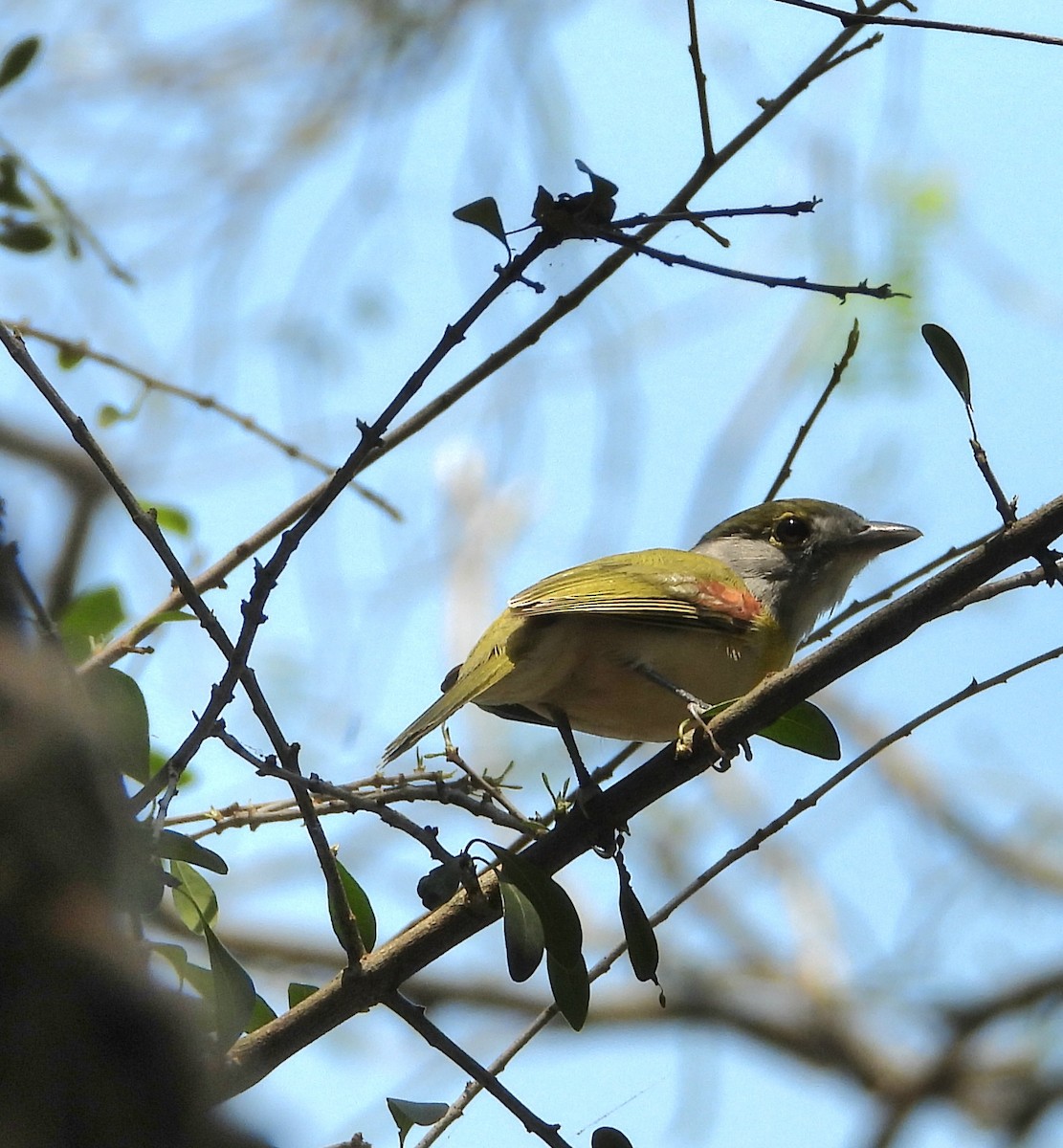 Green-backed Becard - ML641167453