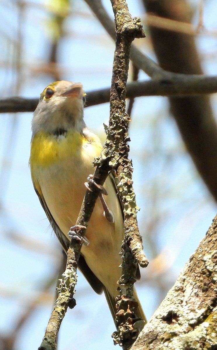 Green-backed Becard - ML641167454