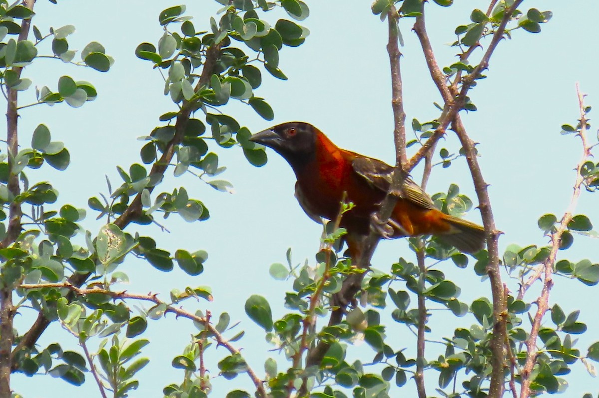 Chestnut Weaver - ML641167473