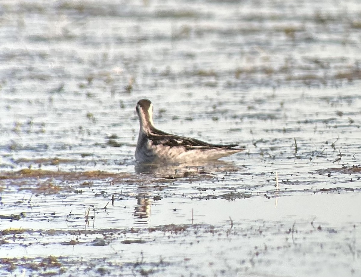 lyskonoh úzkozobý - ML641167474