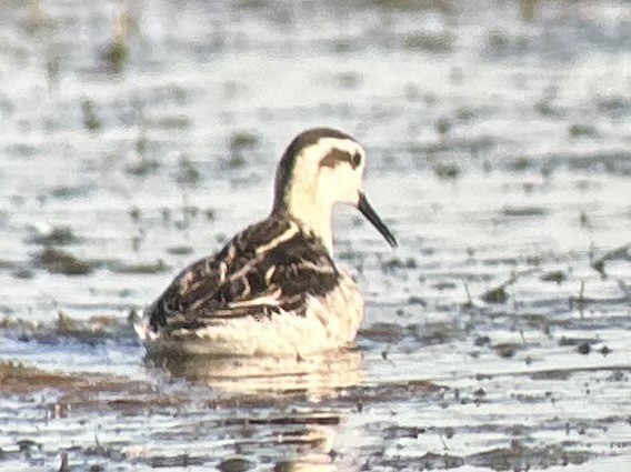 lyskonoh úzkozobý - ML641167475