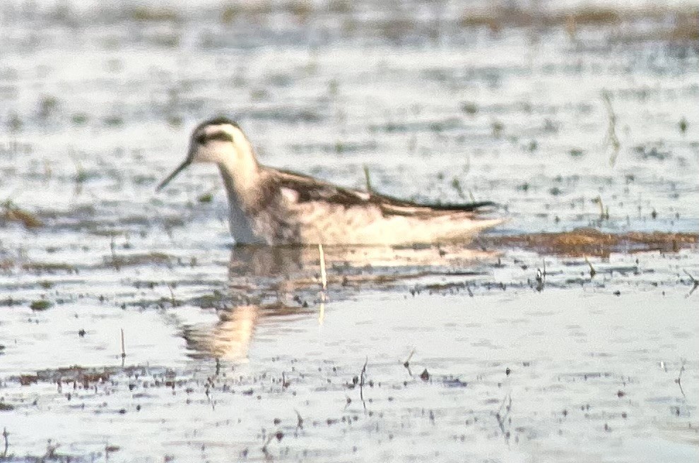 lyskonoh úzkozobý - ML641167476