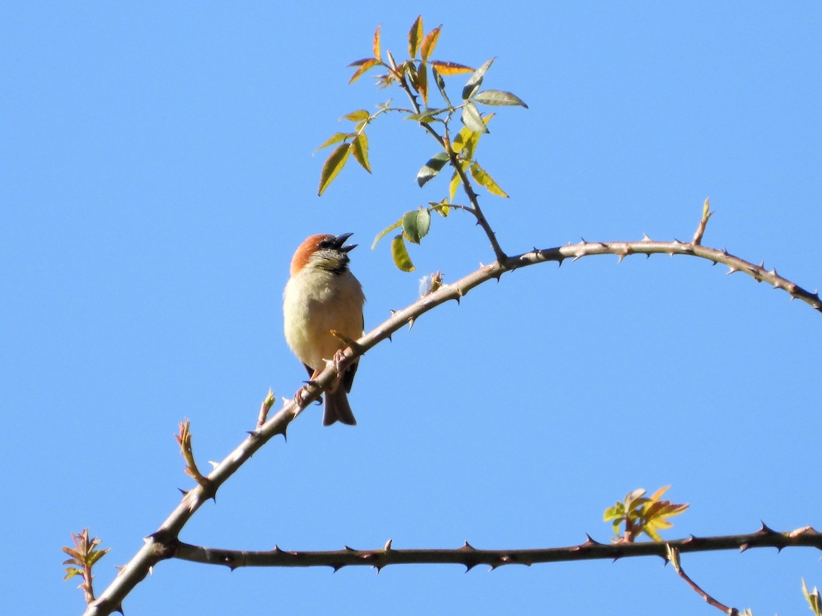Russet Sparrow - ML641167496