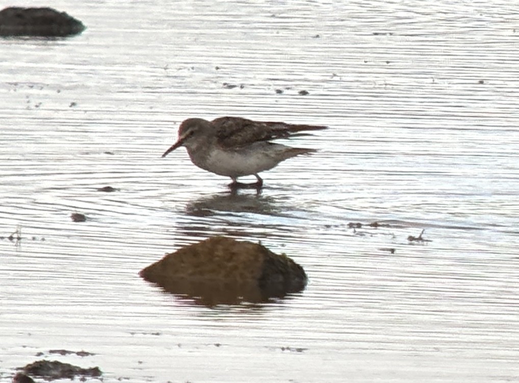 White-rumped Sandpiper - ML641167500