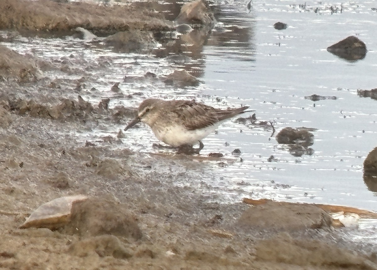 White-rumped Sandpiper - ML641167501