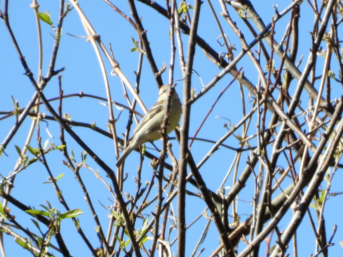 Russet Sparrow - ML641167532