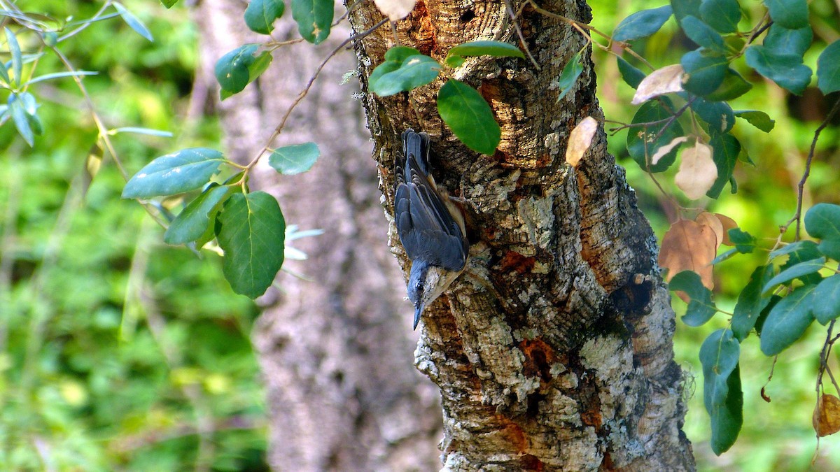 Eurasian Nuthatch - ML641167549