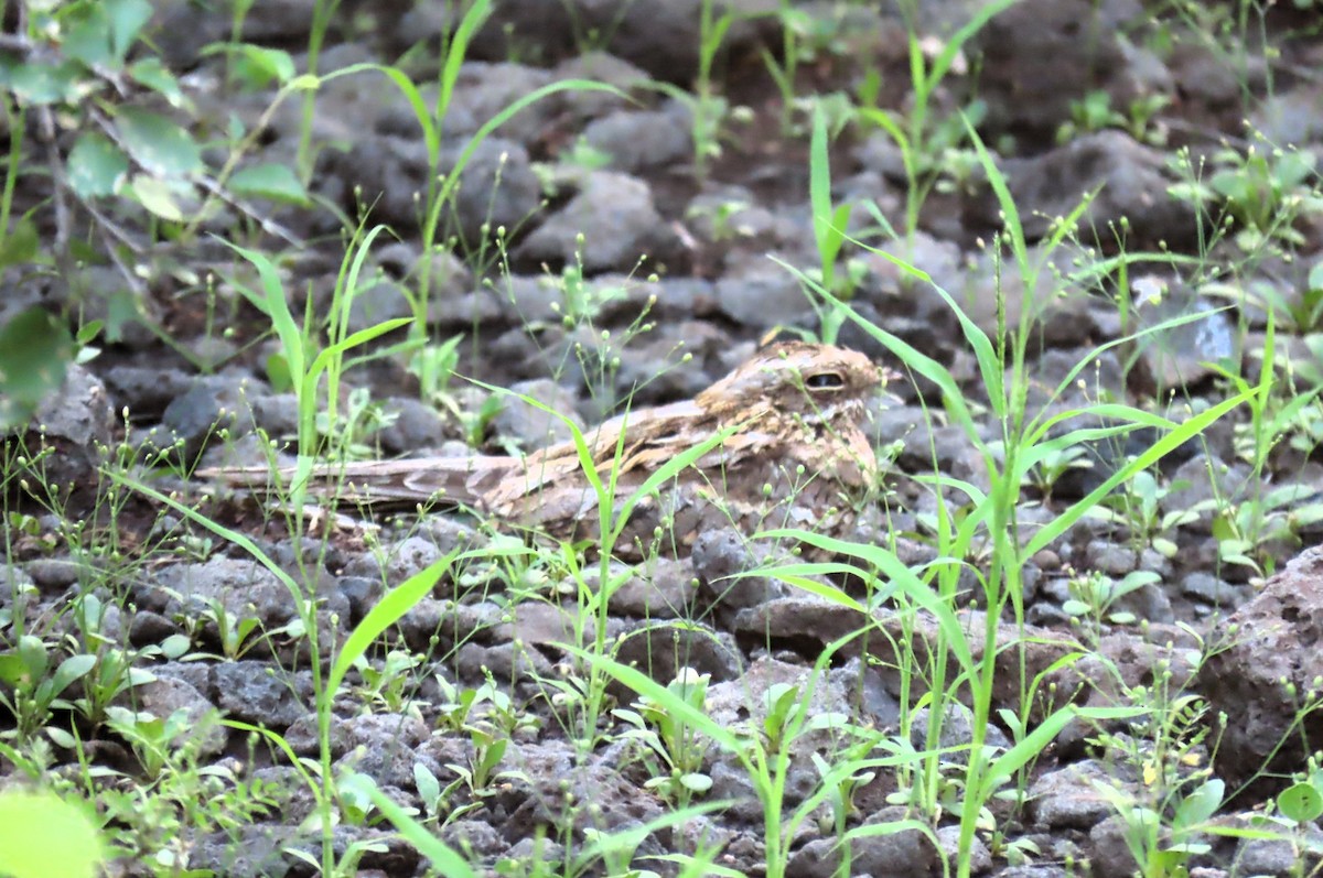 Slender-tailed Nightjar - ML641167583
