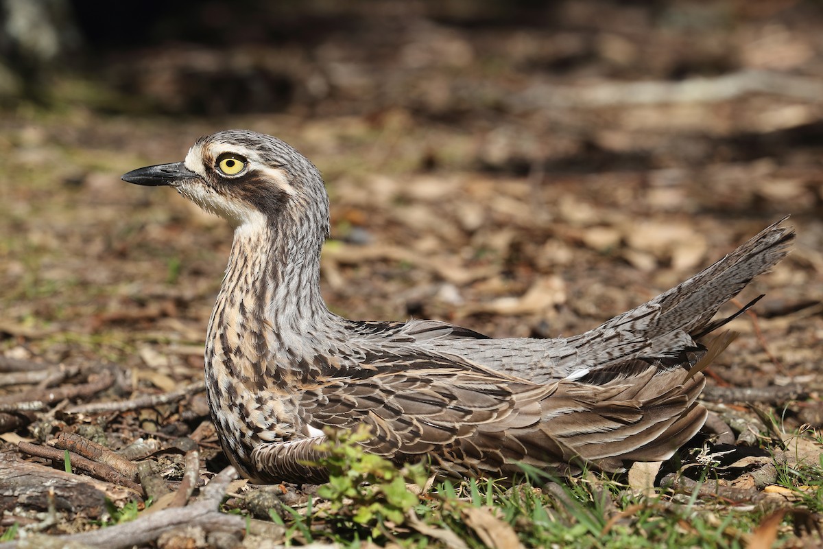 Bush Thick-knee - ML641167621