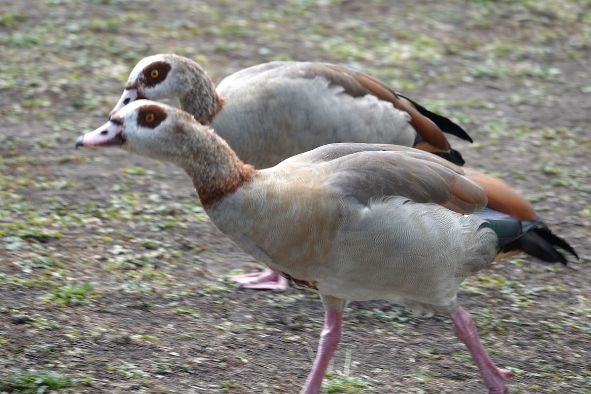 Egyptian Goose - ML641167623