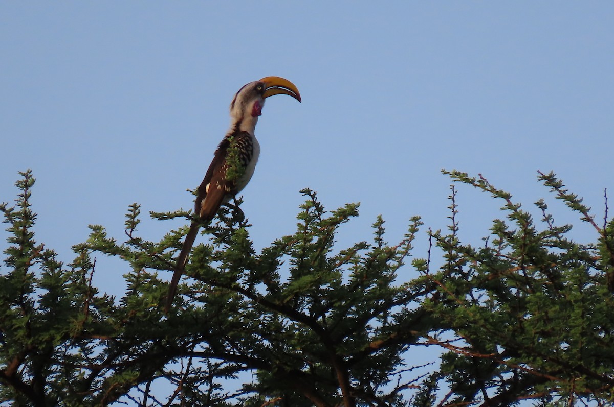 Eastern Yellow-billed Hornbill - ML641167624