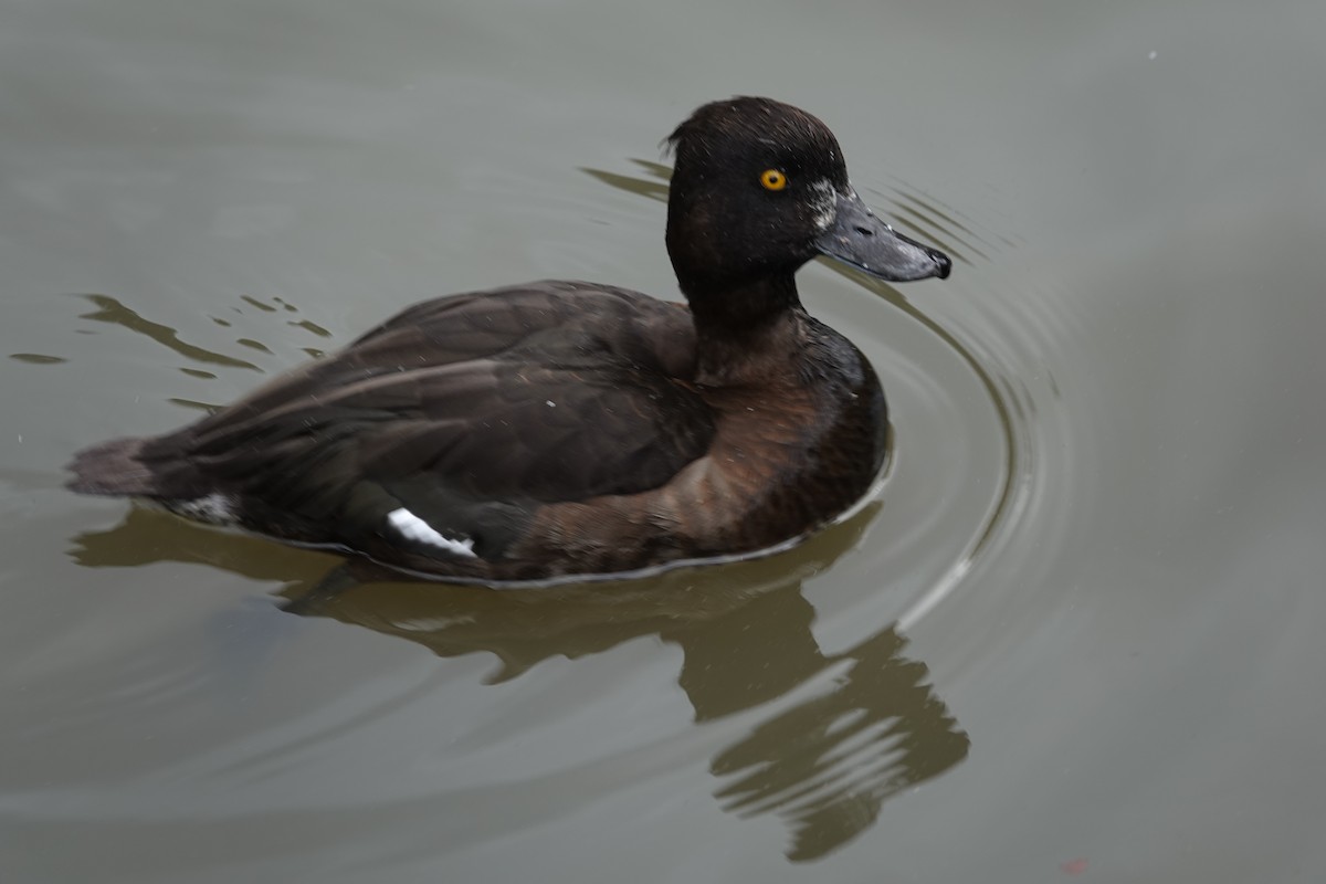 Tufted Duck - ML641167626