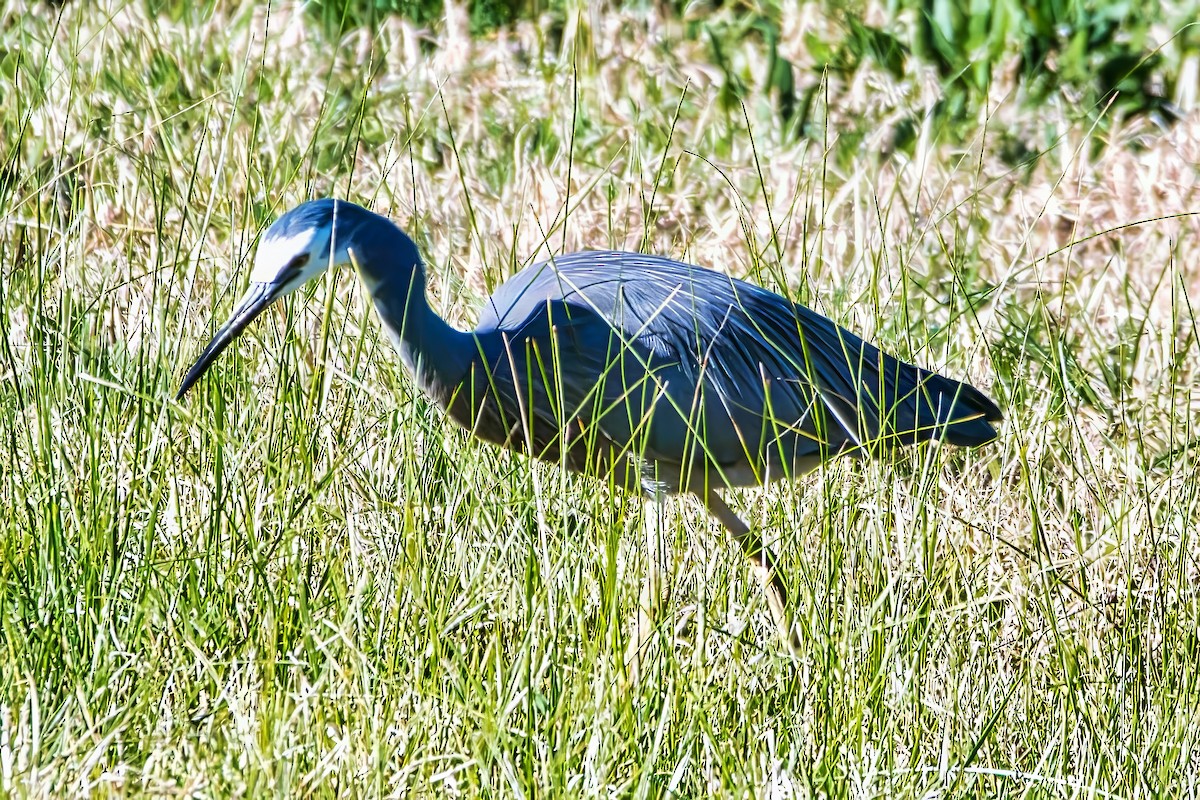 White-faced Heron - ML641167627