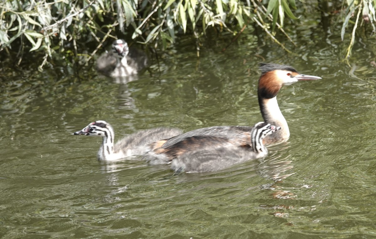 Great Crested Grebe - ML641167636