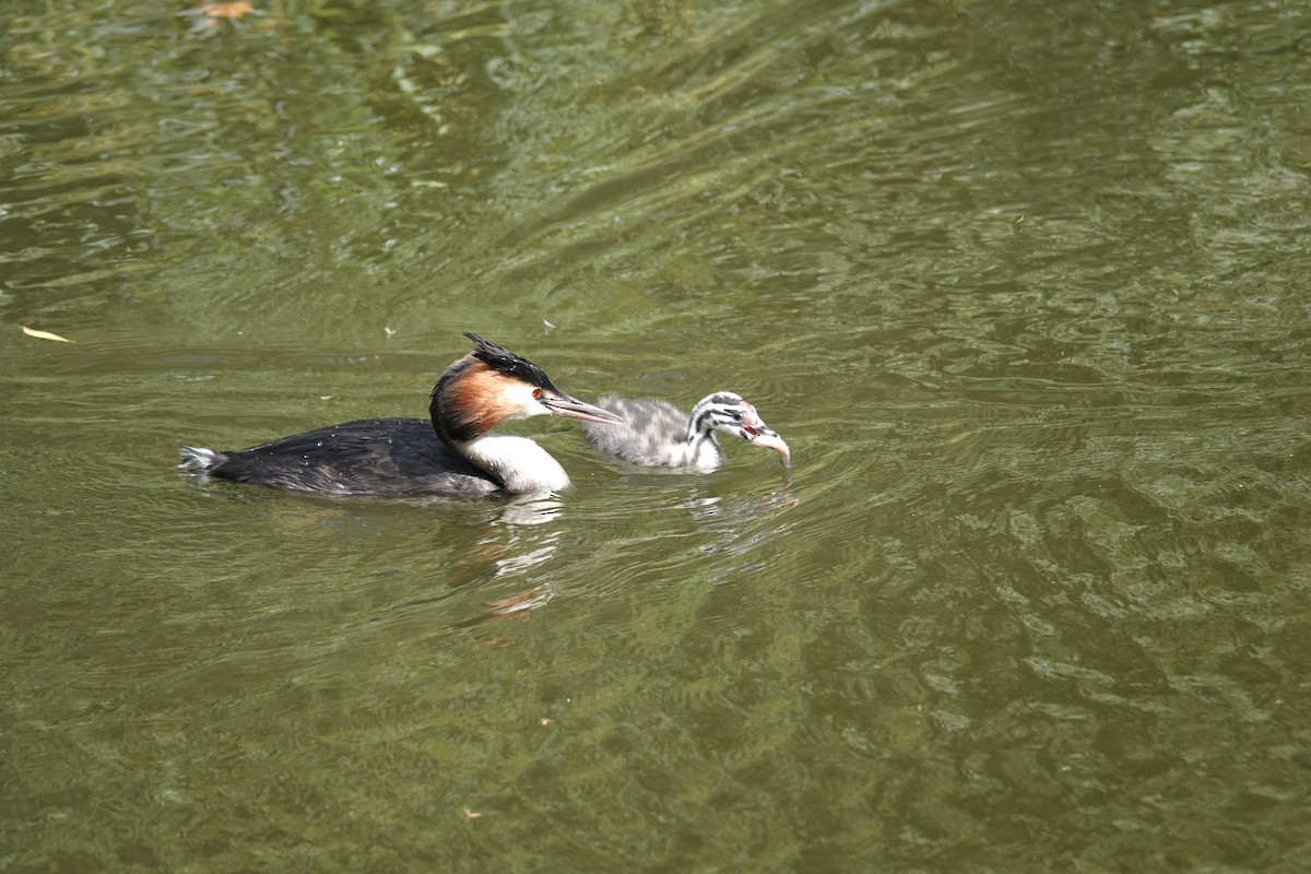 Great Crested Grebe - ML641167637