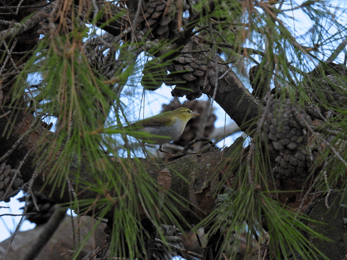 Wood Warbler - ML641167643