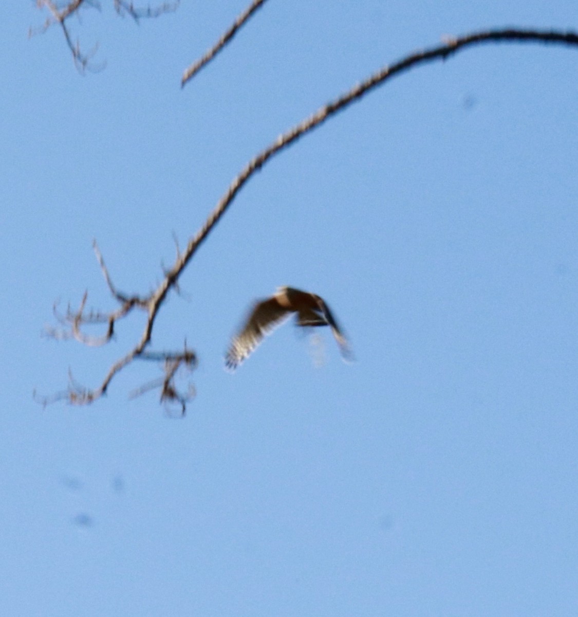 Red-shouldered Hawk - ML641167667